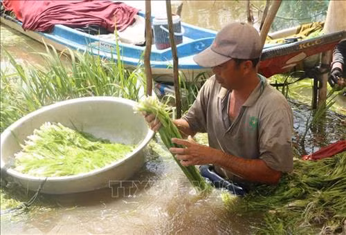 Anh Trần Văn Ngang (xã Tân Tập, huyện Mộc Hóa) nhặt hẹ nước vừa mới nhổ để chuẩn bị bán cho thương lái. Ảnh: Bùi Giang - TTXVN