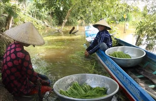 Hẹ nước là loại cây đặc sản trong mùa nước nổi của tỉnh Long An, có thể giúp người dân thu nhập từ 500 - 700 nghìn đồng/ngày. Ảnh: Bùi Giang - TTXVN