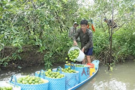 Chanh không hạt đang là cây trồng xóa nghèo hiệu quả của xã NTM Đông Thạnh.