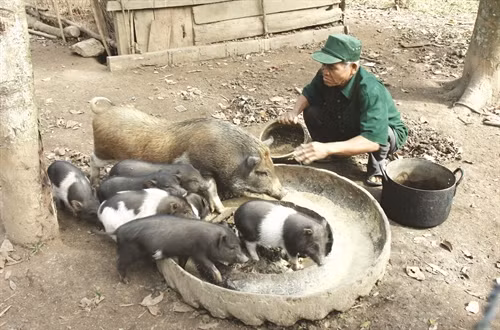 Chăm sóc cây bời lời Già làng Hồ Lua chăm sóc đàn lợn