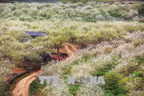 Hoa mận nở rộ trên các lối mòn vào bản làng, thấp thoáng phía dưới là màu sắc trang phục đồng bào Mông. Đó là những cuốn hút bí ẩn rất riêng với du khách mỗi dịp xuân về trên cao nguyên Mộc Châu. Ảnh: Trọng Đạt – TTXVN