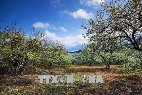Hoa mận trắng, vẻ đẹp mang tính biểu tượng của cao nguyên Mộc Châu. Ảnh: Trọng Đạt - TTXVN