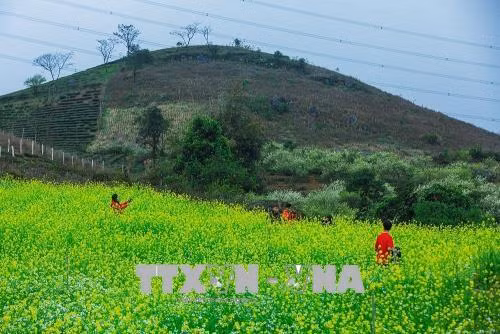 Những thảm hoa cải vàng cũng bắt đầu bung nở rộ trên các lối mòn hay ở bất cứ đâu khi mùa xuân về trên cao nguyên Mộc Châu. Ảnh: Trọng Đạt – TTXVN