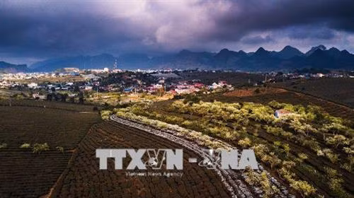Vẻ đẹp của của nông trường chè thị trấn Mộc Châu, một điểm đến lý tưởng của du khách mỗi khi đến với Mộc Châu vào dịp xuân về. Ảnh: Trọng Đạt – TTXVN