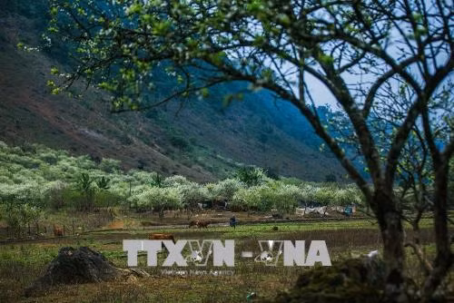 Khi mùa xuân đến, hoa mận bung nở trắng xóa trong những thung lũng, giữa núi non trùng điệp - một nét đẹp riêng rất quyến rũ của cao nguyên Mộc Châu. Ảnh: Trọng Đạt - TTXVN