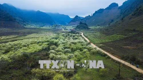 Mộc Châu có nhiều thung lũng mận. Khi mùa xuân đến, hoa mận bung nở trắng xóa giữa núi non trùng điệp - một nét đẹp riêng rất quyến rũ của cao nguyên Mộc Châu. Ảnh: Trọng Đạt – TTXVN