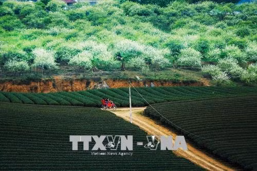 Sắc trắng hoa mận trải khắp các sườn đồi - một vẻ đẹp rất riêng khi mùa xuân về trên cao nguyên Mộc Châu. Ảnh: Trọng Đạt – TTXVN