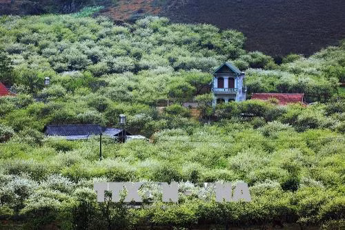 Hoa mận phủ kín những sườn đồi, bản làng ở Mộc Châu. Ảnh: Trọng Đạt – TTXVN