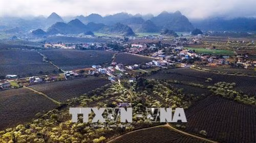 Vẻ đẹp của của nông trường chè thị trấn Mộc Châu, một điểm đến lý tưởng của du khách mỗi khi đến với Mộc Châu vào dịp xuân về. Ảnh: Trọng Đạt – TTXVN