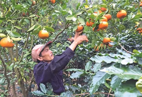 Đồng bào dân tộc ở thị trấn Đ’Ran, huyện Đơn Dương, thu hoạch quýt - một trong những đặc sản của địa phương này Nông dân huyện Đơn Dương đi tham quan, học hỏi kinh nghiệm trồng hoa công nghệ cao Những năm gần đây, chăn nuôi bò sữa đã mang lại lợi nhuận cao cho bà con nông dân trong huyện Người dân Đơn Dương tích cực hiến đất, đóng góp tiền của và sức lao động để xây dựng quê hương ngày càng phát triển Nhiều hộ nông dân trong huyện đã mạnh dạn đầu tư, áp dụng công nghệ cao, mang lại hiệu quả kinh tế, tạo nên phong trào ứng dụng công nghệ cao trong sản xuất nông nghiệp Công tác giáo dục ngày càng được chuẩn hoá giúp huyện Đơn Dương hoàn thành tiêu chí giáo dục trong xây dựng nông thôn mới Huyện Đơn Dương xây dựng nông thôn mới gắn với bảo tồn văn hóa dân tộc trên địa bàn