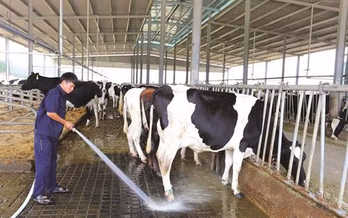 Đồng bào dân tộc ở thị trấn Đ’Ran, huyện Đơn Dương, thu hoạch quýt - một trong những đặc sản của địa phương này Nông dân huyện Đơn Dương đi tham quan, học hỏi kinh nghiệm trồng hoa công nghệ cao Những năm gần đây, chăn nuôi bò sữa đã mang lại lợi nhuận cao cho bà con nông dân trong huyện Người dân Đơn Dương tích cực hiến đất, đóng góp tiền của và sức lao động để xây dựng quê hương ngày càng phát triển Nhiều hộ nông dân trong huyện đã mạnh dạn đầu tư, áp dụng công nghệ cao, mang lại hiệu quả kinh tế, tạo nên phong trào ứng dụng công nghệ cao trong sản xuất nông nghiệp Công tác giáo dục ngày càng được chuẩn hoá giúp huyện Đơn Dương hoàn thành tiêu chí giáo dục trong xây dựng nông thôn mới Huyện Đơn Dương xây dựng nông thôn mới gắn với bảo tồn văn hóa dân tộc trên địa bàn