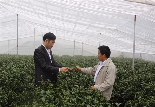 A Văn (bên phải) kiểm tra sinh trưởng của cây chè thâm canh trong nhà được che phủ nilon. Ảnh: Hoàng Nguyên - TTXVN