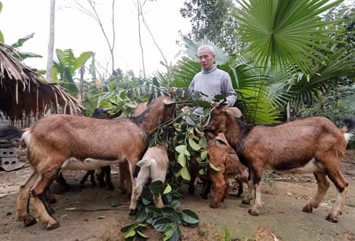 Gia đình ông Triệu Văn Ty, dân tộc Nùng, ở làng Bằng, xã Đồng Thịnh, huyện Định Hóa vay 30 triệu đồng từ chương trình cho vay hộ cận nghèo để đầu tư nuôi dê, cho hiệu quả kinh tế. Ảnh: Trần Việt - TTXVN
