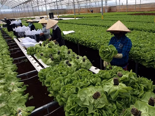 Thu hoạch rau tại trang trại của gia đình anh Nguyễn Văn Công ở xã Đa Quyn, huyện Đức Trọng. Xã đạt chuẩn Nông thôn mới năm 2015. Ảnh: Vũ Sinh – TTXVN
