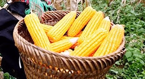 Ngô tẻ do chính tay người Mông trồng trên đồi cao là nguyên liệu làm ra mèn mén.