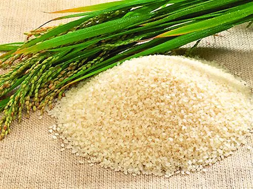 Lúa Nàng Nhen thơm Bảy Núi ảnh 3