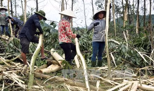 Cây keo góp phần xóa đói giảm nghèo cho đồng bào dân tộc ở huyện Bắc Trà My, tỉnh Quảng Nam. Ảnh: Đỗ Trưởng - TTXVN