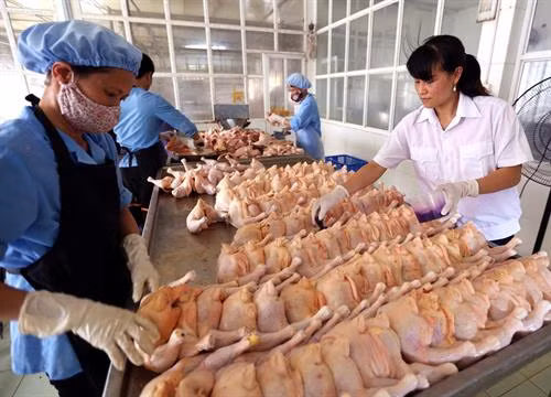 Thực hiện chương trình giám sát chất lượng an toàn thực phẩm nông lâm sản và thủy sản và đề án trái cây của thành phố, 6 tháng qua, Sở Nông nghiệp và Phát triển nông thôn Hà Nội đã tiến hành kiểm tra, giám sát và lấy 312 mẫu nông lâm thủy sản. Ảnh: Vũ Sinh