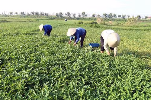 Hà Nội tổ chức Sơ kết công tác quản lý chất lượng vật tư và an toàn thực phẩm nông lâm thủy sản ảnh 3