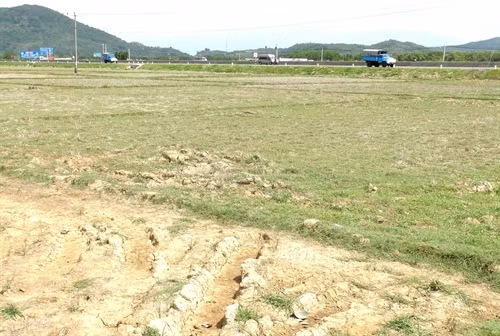 Cánh đồng trồng lúa ven Quốc lộ 1A đoạn qua thị xã Ninh Hòa phải dừng sản xuất do hạn hán.
