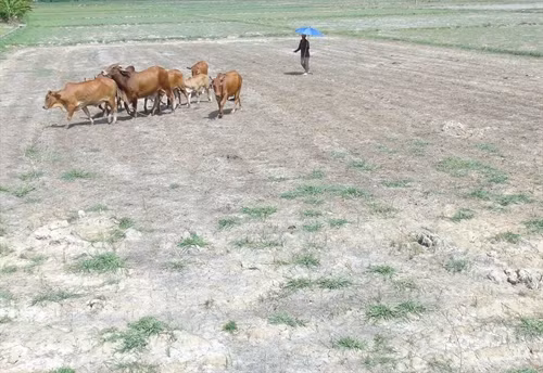 Ruộng trồng lúa ở xã Ninh Ích, thị xã Ninh Hòa phải dừng sản xuất do hạn hán.