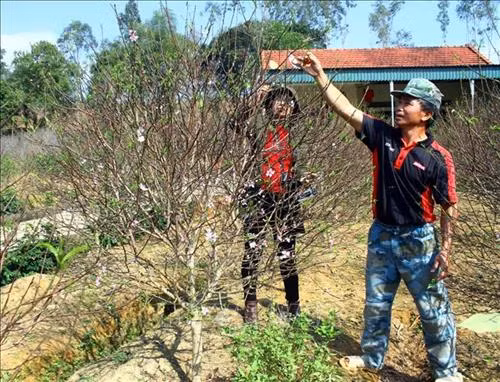 Các cành đào thế đẹp, nụ nhiều, hoa bắt đầu nở chuẩn bị cung ứng cho thị trường dịp Tết Nguyên đán. Ảnh: Tá Chuyên – TTXVN