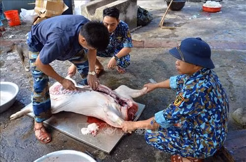 Các chiến sĩ mổ lợn để gói bánh chưng, làm giò chả ăn Tết. Ảnh: Quang Thái – TTXVN