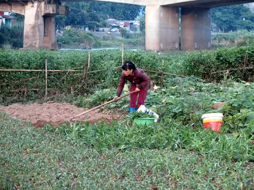 Nhiều hộ dân sống ven thành phố Bắc Kạn đã chuyển đổi diện tích đất trồng lúa, ngô, màu sang trồng rau xanh