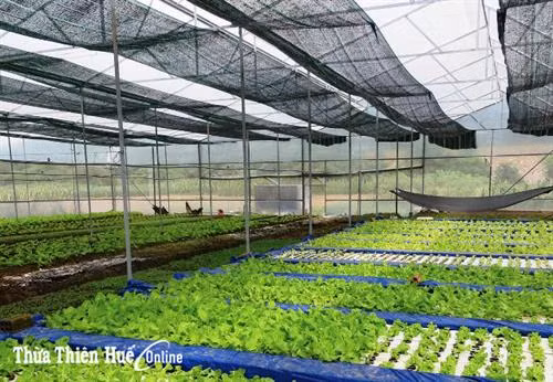 Mô hình trồng rau sạch trong nhà lưới, nhà kính tại Khe Tre, huyện Nam Đông. Ảnh: baothuathienhue.vn