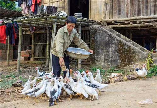 Nhiều gia đình phát triển chăn nuôi gia súc, gia cầm từ nguồn vốn chính sách. Ảnh: Xuân Tư – TTXVN