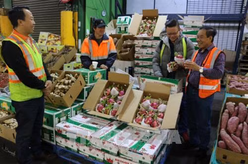Khách hàng lựa chọn mua trái thanh long tươi của Việt Nam tại chợ đầu mối hoa quả Sydney (Australia). Ảnh: Khánh Linh - TTXVN