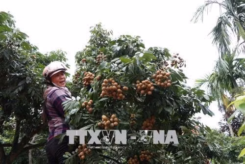 Thương lái về thu mua nhãn tận vườn của nông dân. Ảnh: Mạnh Minh- TTXVN