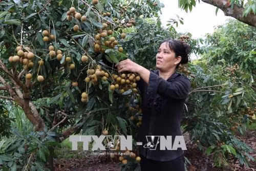 Gia đình bà Mận (thôn Kim Can, xã Thanh Lang) có 300 gốc nhãn đang cho thu hoạch, dự kiến mùa nhãn năm nay sẽ thu hoạch được khoảng 3 tấn quả. Ảnh: Mạnh Minh- TTXVN