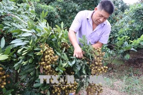 Anh Hoàng Gia Long có 20 năm đưa giống nhãn Hương chi về trồng ở xã Thanh Xá, huyện Thanh Hà. Vụ nhãn năm 2018, gia đình anh ước tính thu lãi trên 200 triệu đồng. Ảnh: Mạnh Minh- TTXVN