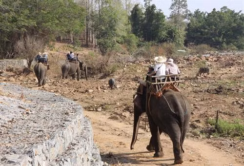 Voi phục vụ chở du khách tham quan ở Vườn Quốc gia Yok Don. Môi trường tự nhiên giúp đàn voi sinh trưởng phát triển tốt hơn. Môi trường tự nhiên giúp đàn voi sinh trưởng phát triển tốt hơn. Các cá thể voi cái thường bị cách li không được giao phối trong thời kỳ động dục. Cá thể voi đực đến thời kỳ động dục nhưng không được giao phối. Voi phục vụ chở du khách tham quan ở Buôn Đôn.