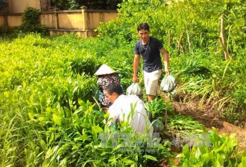 Người dân chuẩn bị cây giống để vận chuyển đến địa điểm trồng rừng. Ảnh: Văn Dũng - TTXVN