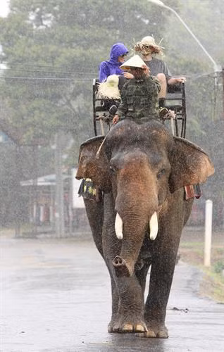 Voi phục vụ du khách ở Hồ Lắk.