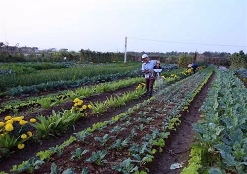 Muốn đẩy mạnh đầu tư vào nông nghiệp cần cải cách chính sách ruộng đất.