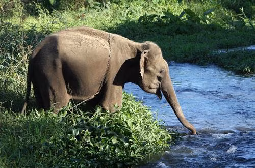 Voi phục vụ chở du khách tham quan ở Vườn Quốc gia Yok Don. Môi trường tự nhiên giúp đàn voi sinh trưởng phát triển tốt hơn. Môi trường tự nhiên giúp đàn voi sinh trưởng phát triển tốt hơn. Các cá thể voi cái thường bị cách li không được giao phối trong thời kỳ động dục. Cá thể voi đực đến thời kỳ động dục nhưng không được giao phối. Voi phục vụ chở du khách tham quan ở Buôn Đôn.