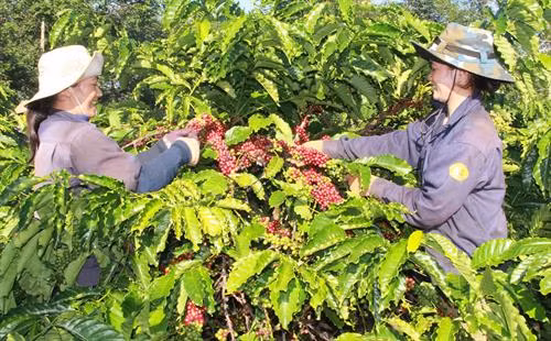 Công nhân công ty cà phê Thắng Lợi phân loại thu hái cà phê. Ảnh: Phạm Cường-TTXVN