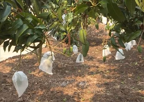 Xoài ở Mộc Châu, tỉnh Sơn La được "mặc áo" bằng cách đeo túi bao nhằm nâng cao mẫu mã và chất lượng. Ảnh: Nguyễn Cường - TTXVN.