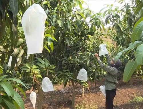 Nông dân huyện Mộc Châu, tỉnh Sơn La "mặc áo" cho quả xoài bằng cách đeo túi bao để nâng cao mẫu mã và chất lượng. Ảnh: Nguyễn Cường - TTXVN.