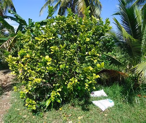 Bệnh vàng lá thối rễ trên bưởi. Ảnh: snnptnt.bentre.gov.vn