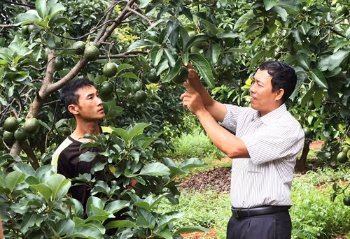 Mô hình trồng bơ booth cho năng suất và chất lượng cao.
