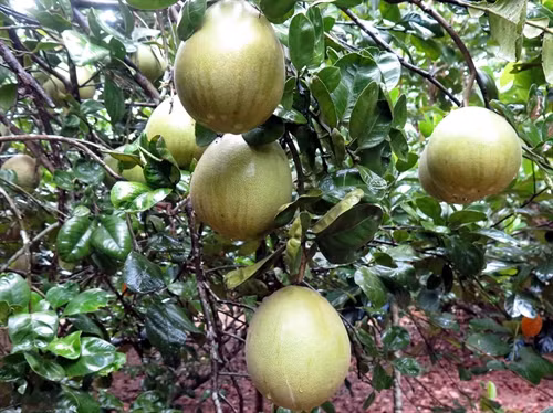 Vườn bưởi trụ lông Đại Bình ở xã Quế Trung.