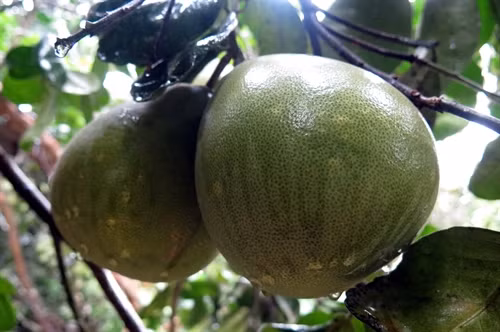 Trái bưởi trụ lông Đại Bình ở xã Quế Trung.