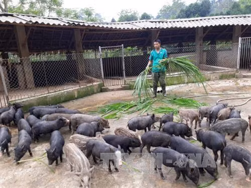 Đàn lợn rừng giống của gia đình anh Chu Quang Phúc ở Bắc Cạn. Ảnh: Bùi Đức Hiếu - TTXVN
