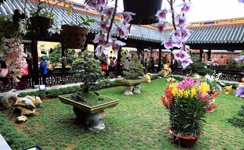 Một cây lan rực rỡ khoe sắc trong không gian trưng bày “Phong lan và cây cảnh ba miền” – Đại Nội Huế. Ảnh: Hoàng Hùng -TTXVN