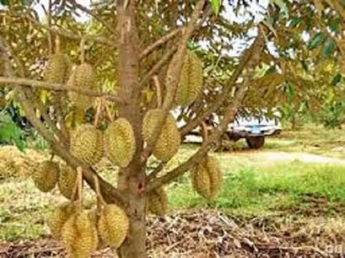Sầu riêng thường được trồng bằng cây tháp và chiết. Ảnh: kythuatnuoitrong.com