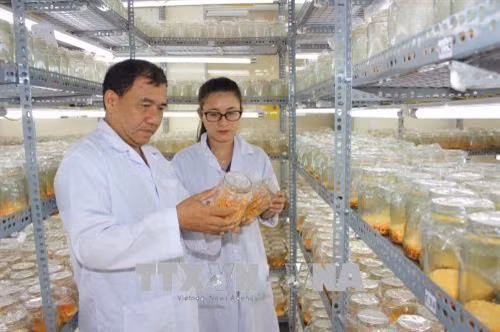 Ông Khương Văn Thuấn cùng các kỹ sư kiểm tra quy trình sản xuất tại phòng nuôi trồng đông trùng hạ thảo của Công ty. Ảnh: Tiến Lực – TTXVN